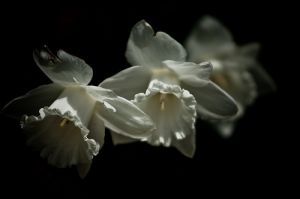 whitw daffodil-flowers2.jpg